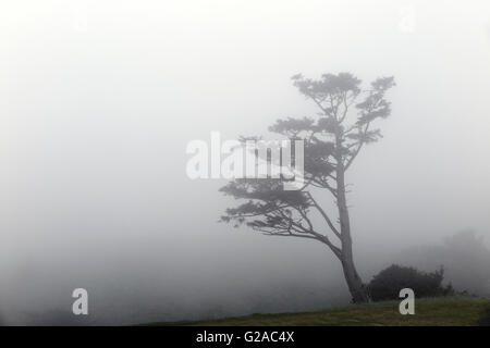 O02349-00...OREGON - albero nella nebbia a Ecola stato parco vicino alla spiaggia di Canon. Foto Stock