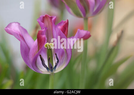 Tulipa Nightrider in piena fioritura crescente sul lato del lago di Windermere Foto Stock