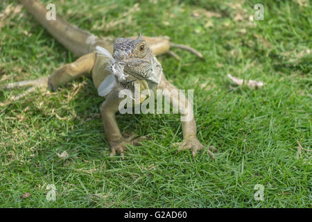 Piccola iguana mangiando un uccello a Iguana park, un attrazione turistica situato nel centro cittadino di Guayaquil, Ecuador Foto Stock