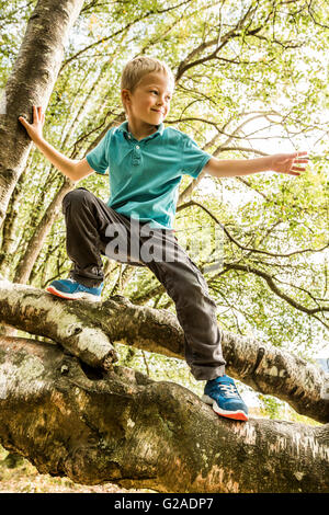 Ragazzo (8-9) ramo di arrampicata Foto Stock