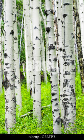 Tronchi di alberi di Aspen Foto Stock