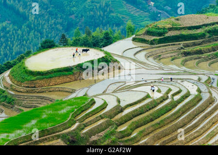 Agricoltore aratura riempito di acqua di riso terrazza con il bufalo d'acqua, Longsheng, provincia di Guangxi, Cina Foto Stock