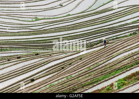 Coltivatore su acqua riempito terrazze di riso in montagna, Dazhai, provincia di Guangxi, Cina Foto Stock