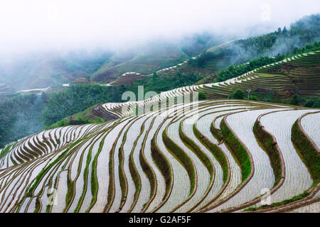 Riempito di acqua terrazze di riso nella nebbia di mattina in montagna, provincia di Guangxi, Cina Foto Stock