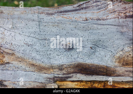 Un grande tronco di albero con fori a vite senza fine in esso Foto Stock