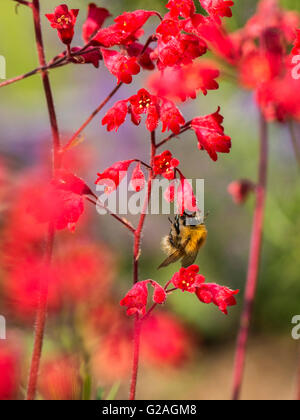 La molla impollinatrice, Bumblebee (Bombus) raccolta di nettare dal rosso vivo a forma di campana fiori della pianta Heuchera. Foto Stock