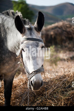 Grande asino grigio Foto Stock