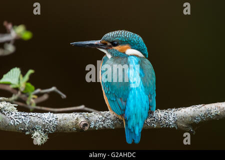 Politica europea comune in materia di Kingfisher appollaiato su un ramo. Foto Stock