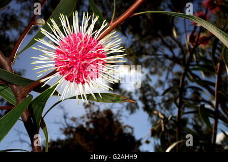 Ricci di mare hakea (Hakea petiolaris) fioritura in inverno, Perth, Western Australia Foto Stock