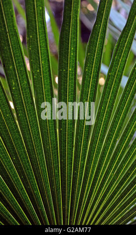 Retro illuminata a forma di ventola di foglie di cavolo australiano Palm Tree (Livistona australis) Foto Stock