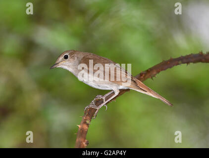 Usignolo - Luscinia megarhynchos Foto Stock