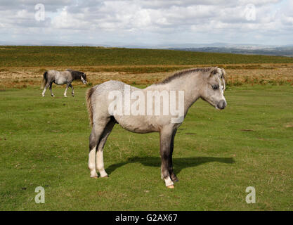 Pony di cavalli selvatici sulla penisola di Gower, Galles, campagna britannica Foto Stock