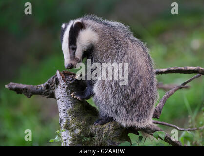 Europea (Badger Meles meles) seduti su un tronco di albero. Foto Stock