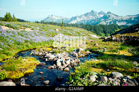 Piccola insenatura vista in Mt Rainier Park Foto Stock