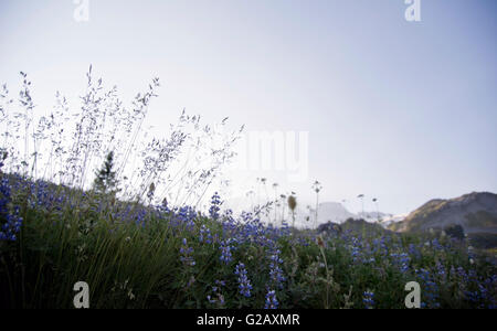 Silhouette di fiori di campo in estate nel pomeriggio,Mt Rainier Foto Stock