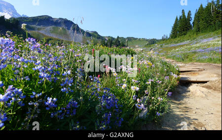 Mt Rainier National Park panorama con vista di lupino 1. Foto Stock