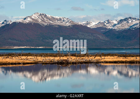 Autunno in Patagonia. Tierra del Fuego, Canale Beagle e territorio cileno, vista dal lato di Argentina Foto Stock