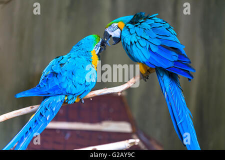 Un paio di amorevole pappagalli Foto Stock