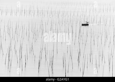 La pesca in barca passando per poli di bambù di alga marina agriturismo, costa del Mar della Cina orientale, Xiapu, provincia del Fujian, Cina Foto Stock