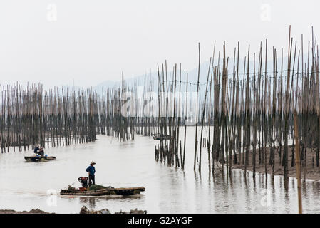 La pesca in barca passando attraverso i poli di bambù di alga marina agriturismo, costa del Mar della Cina orientale, Xiapu, provincia del Fujian, Cina Foto Stock