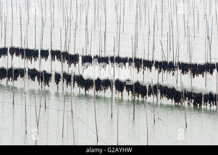 Asciugando le alghe sui poli di bambù nella fattoria di alghe marine, costa del Mar della Cina orientale, Xiapu, provincia del Fujian, Cina Foto Stock