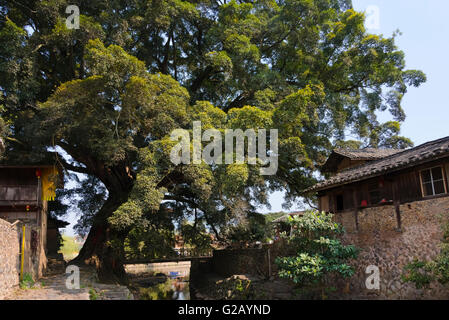 Case tradizionali nel villaggio Yunshuiyao, Nanjing County, provincia del Fujian, Cina Foto Stock