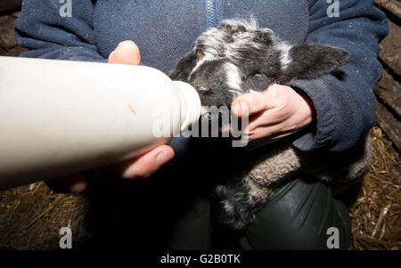 Close up di un neonato agnello bottiglia essendo alimentato, DERBYSHIRE REGNO UNITO Inghilterra Foto Stock