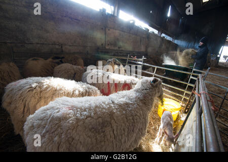 Gli ovini e i loro agnelli essendo alimentato da un agricoltore, all'interno di un fienile in una fattoria nel Derbyshire England Regno Unito Foto Stock
