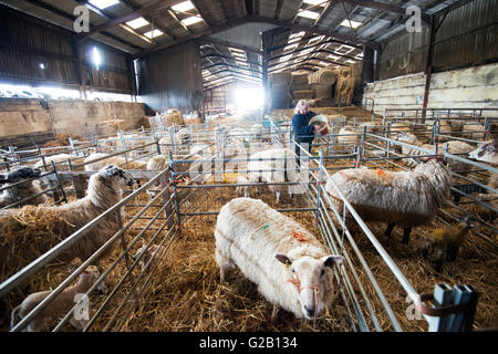 Pecore essendo alimentato da un agricoltore all'interno di un fienile in una fattoria nel Derbyshire, England Regno Unito Foto Stock