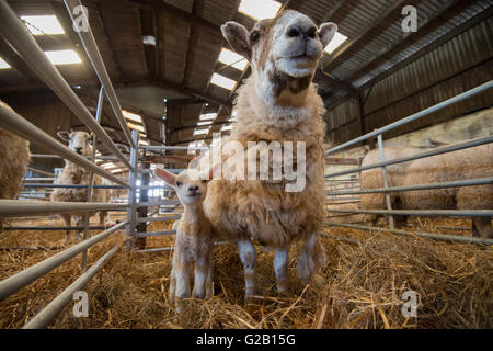 Una pecora con il suo neonato agnello, all'interno di un fienile in una fattoria nel Derbyshire, England Regno Unito Foto Stock