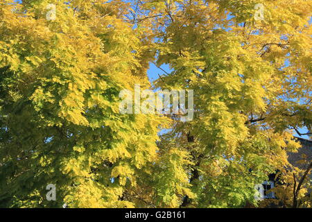 Il fogliame di autunno di un albero ad Auckland, Nuova Zelanda Foto Stock