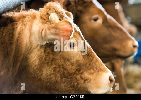 Ritratto del Limousin mucche in un granaio nel Derbyshire, England Regno Unito Foto Stock