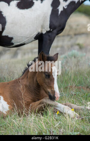 Cavalli selvaggi, (Equs ferus), Mustang, Feral, con COLT,Parco nazionale Theodore Roosevelt, Badlands, Nord Dakota USA Foto Stock