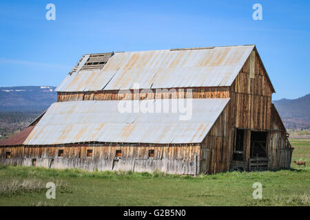 Abandonded fienile nella contea di Lassen, Susanville Foto Stock