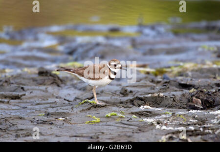 Charadrius vociferus Foto Stock