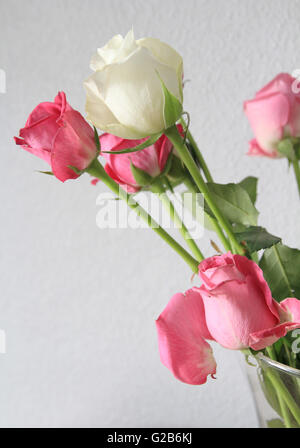Rosa& rose bianche Foto Stock