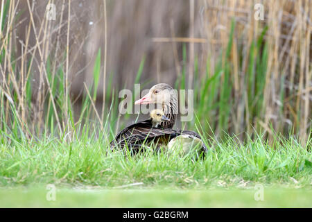 Graylag pulcino di oca (Anser anser) guarda fuori del piumaggio di diga e lago di Neusiedl, Burgenland, Austria Foto Stock