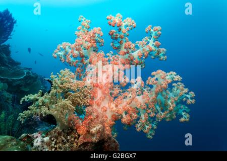 Coralli molli (Dendronephthya sp.), il bianco e il rosso, Grande Barriera Corallina, Queensland, Cairns, Oceano Pacifico, Australia Foto Stock