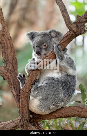 Koala (Phascolarctos cinereus) seduto sul ramo di albero in albero, Brisbane, Queensland, Australia Foto Stock