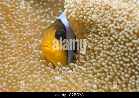 Mar Rosso Clownfish o a due bande (Anemonefish Amphiprion bicinctus) in un Haddon la moquette (Anemone Sticodactila haddoni), Mar Rosso Foto Stock