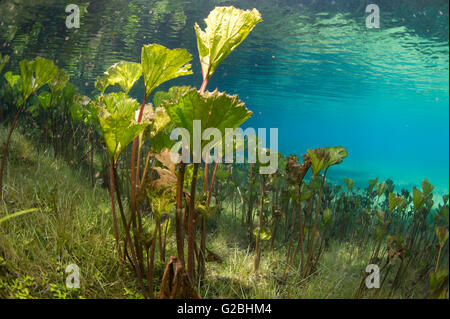 La peste al mosto di malto o Butterbur (Petasites hybridus), Gruener o vedere il Lago Verde, Tragoess, Stiria, Austria Foto Stock