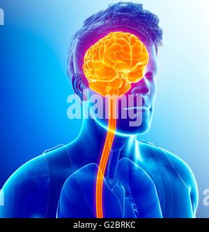 Cervello umano anatomia, illustrazione. Foto Stock