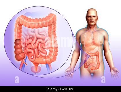 Apparato digestivo umano, illustrazione. Foto Stock