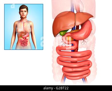 Apparato digestivo umano, illustrazione. Foto Stock