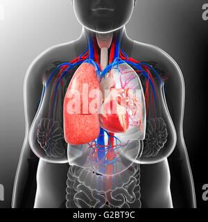 Femmina sistema respiratorio, illustrazione. Foto Stock