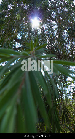 Immaginare una prospettiva di formiche di guardare il sole dal ramo di un albero di oleandri Foto Stock