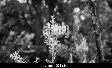 Freschi di pino fiorisce la luce solare closeup foglie di felce la luce del giorno di Natale dettagli ramo Foto Stock