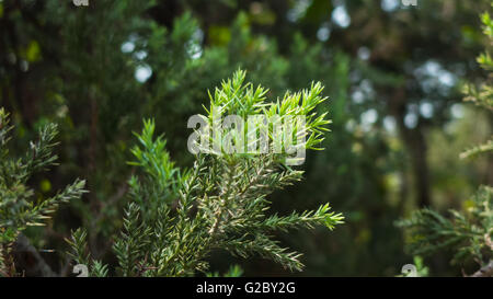 Freschi di pino fiorisce la luce solare closeup foglie di felce la luce del giorno di Natale dettagli ramo Foto Stock