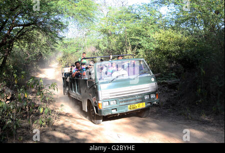 I turisti in una jeep aperta su una tigre safari Parco nazionale di Ranthambore, Sawai Madhopur distretto, Rajasthan, India Foto Stock