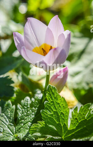 Rosa e giallo tulipani nani Foto Stock